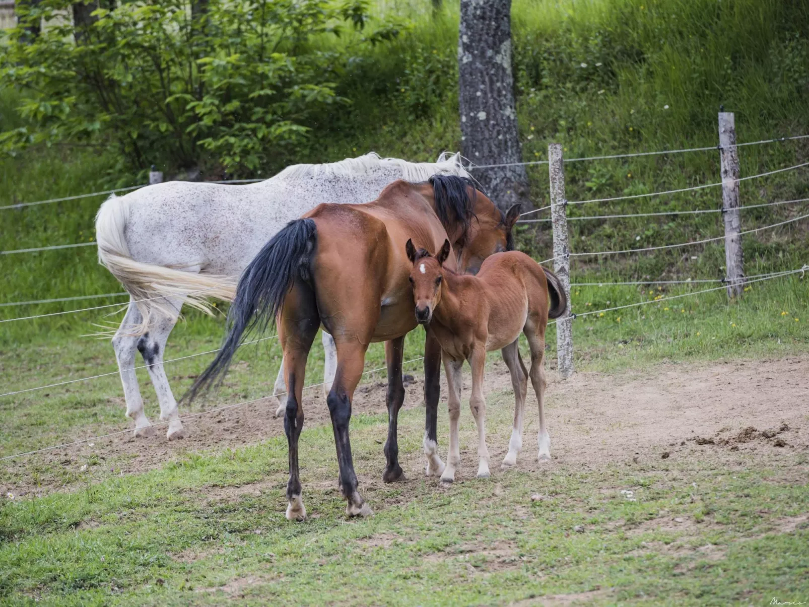 Wohnung 'Case Cioni-Scheune-Buiten