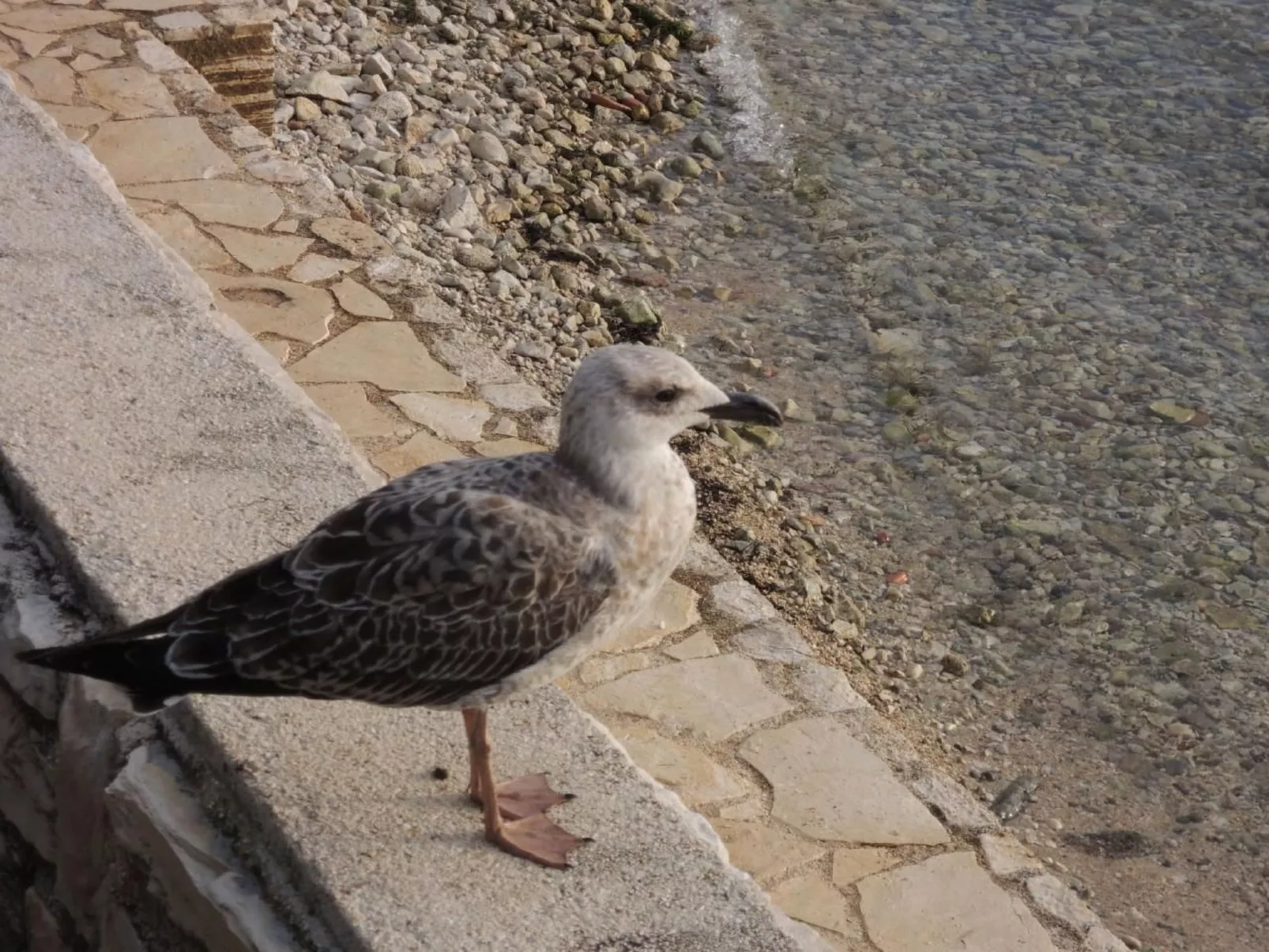 Rosmarin-Image-tags.info