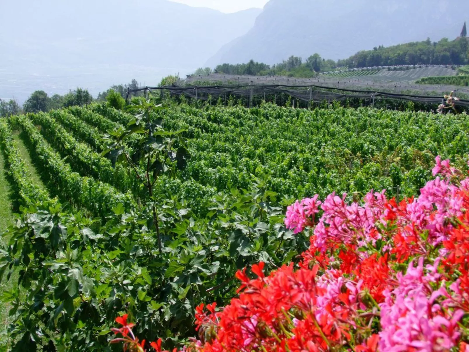 Apartment Merlot in Kurtatsch mit Panoramablick-Buiten