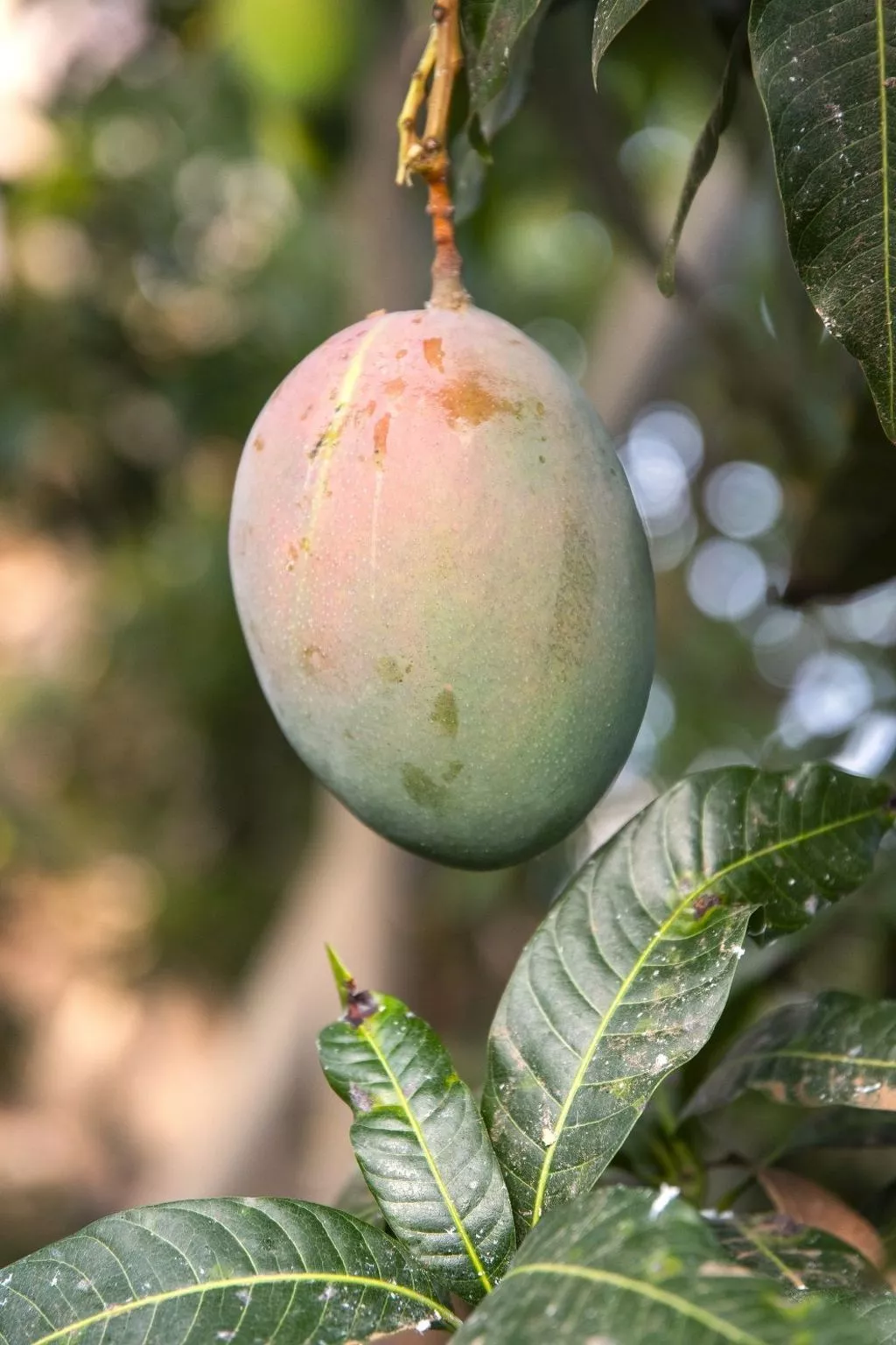 Finca Villa Clara 4-Buiten