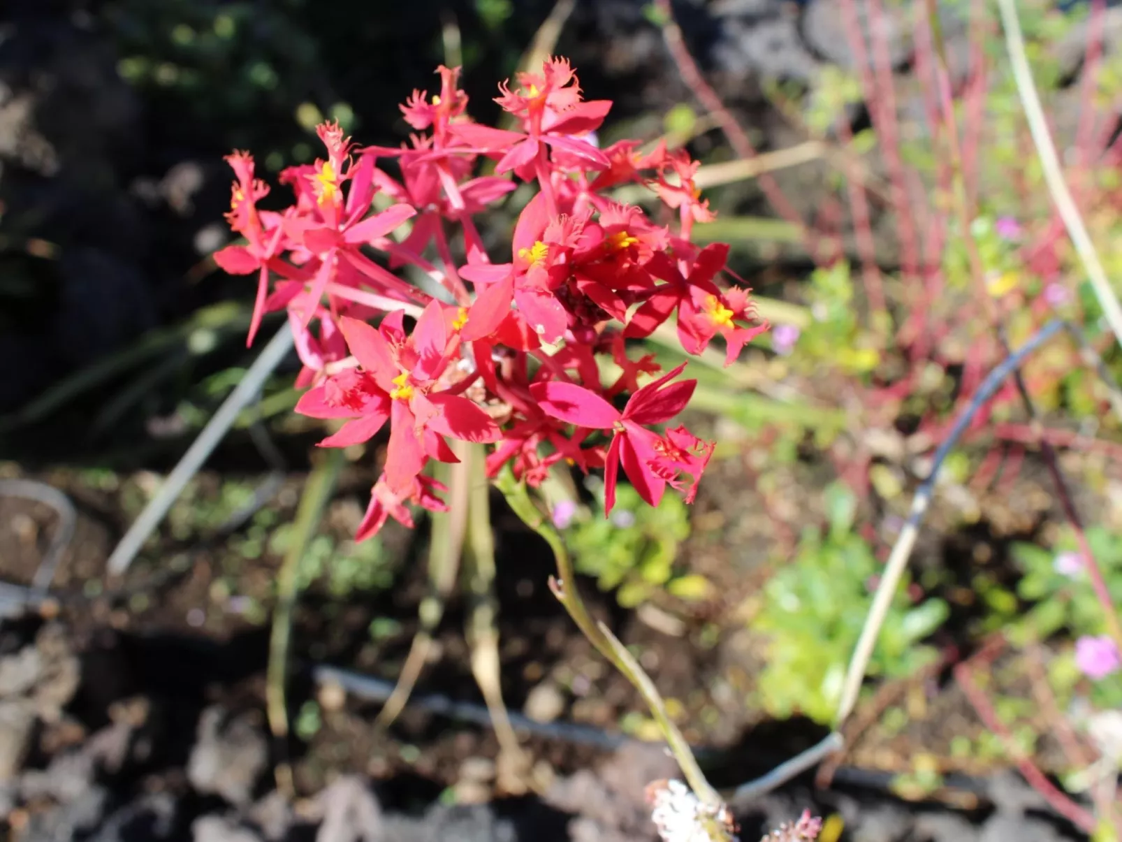 Haus La Majada-Image-tags.info