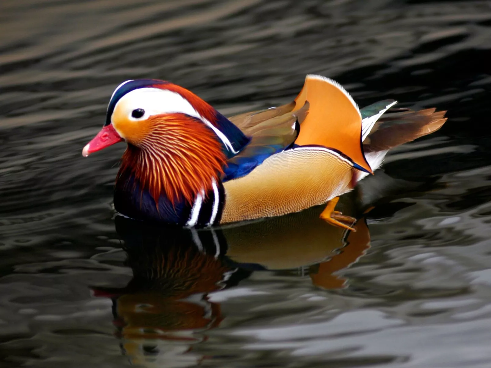 Studio-Apartment mit Balkon mit Seeblick und Zugang zum Garten-Image-tags.info