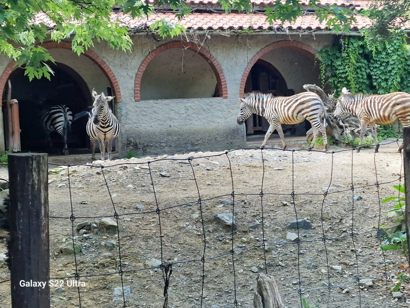 Rosa Selvatica by Holiday World-Buiten