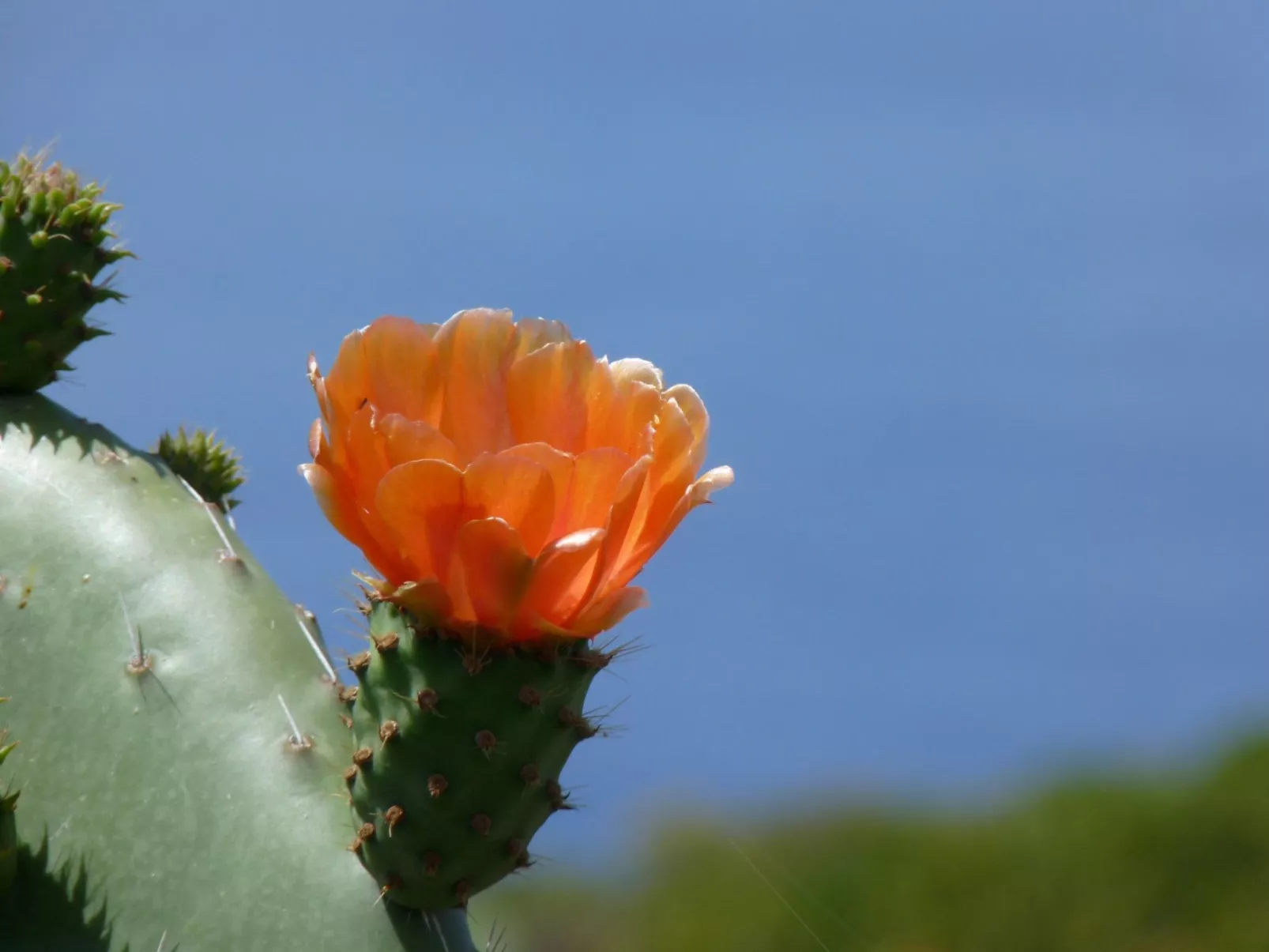 Ruhige Finca Topo del Drago mit Meerblick-Image-tags.info