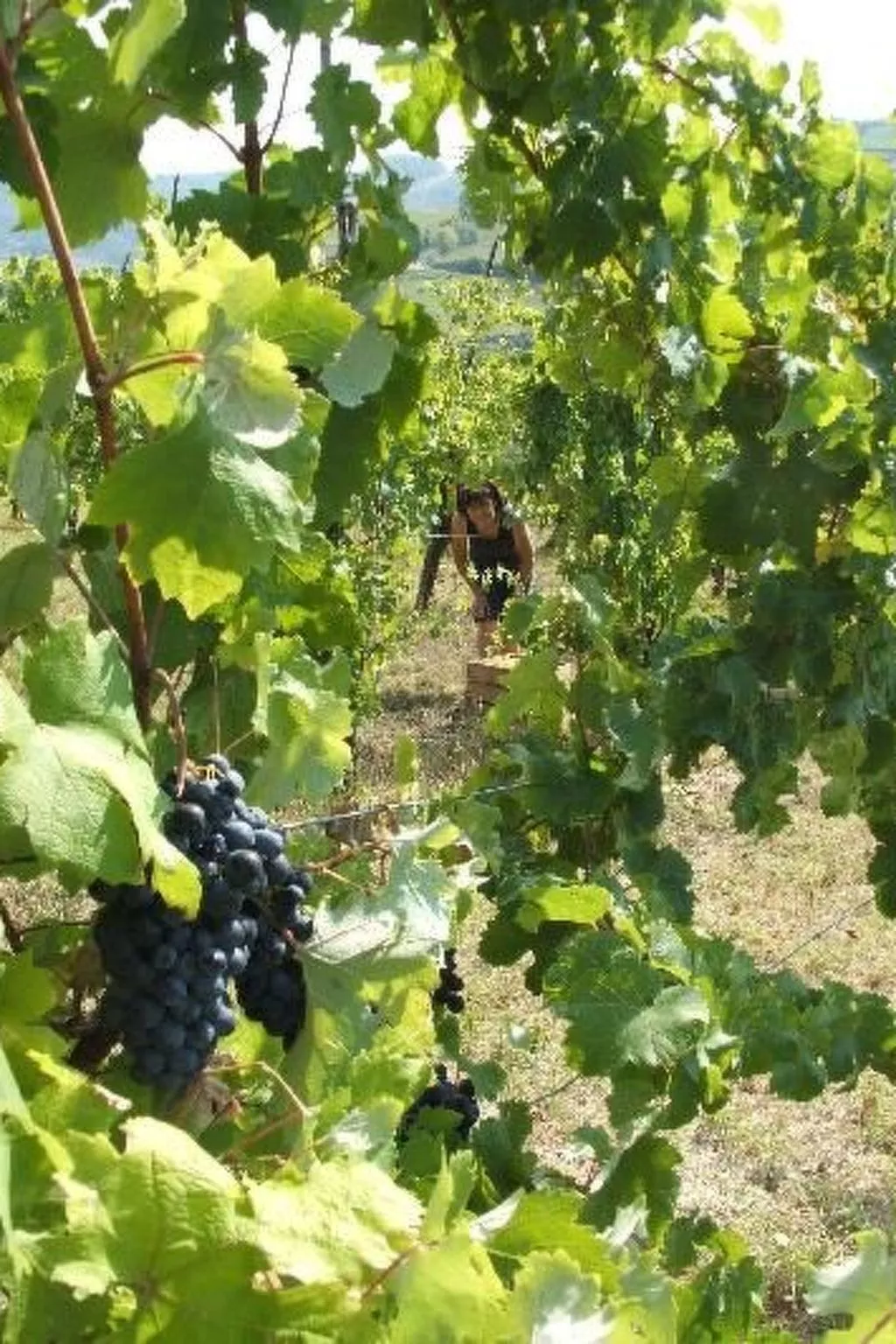 Wohnung mit Panoramablick für 2 Personen-Buiten