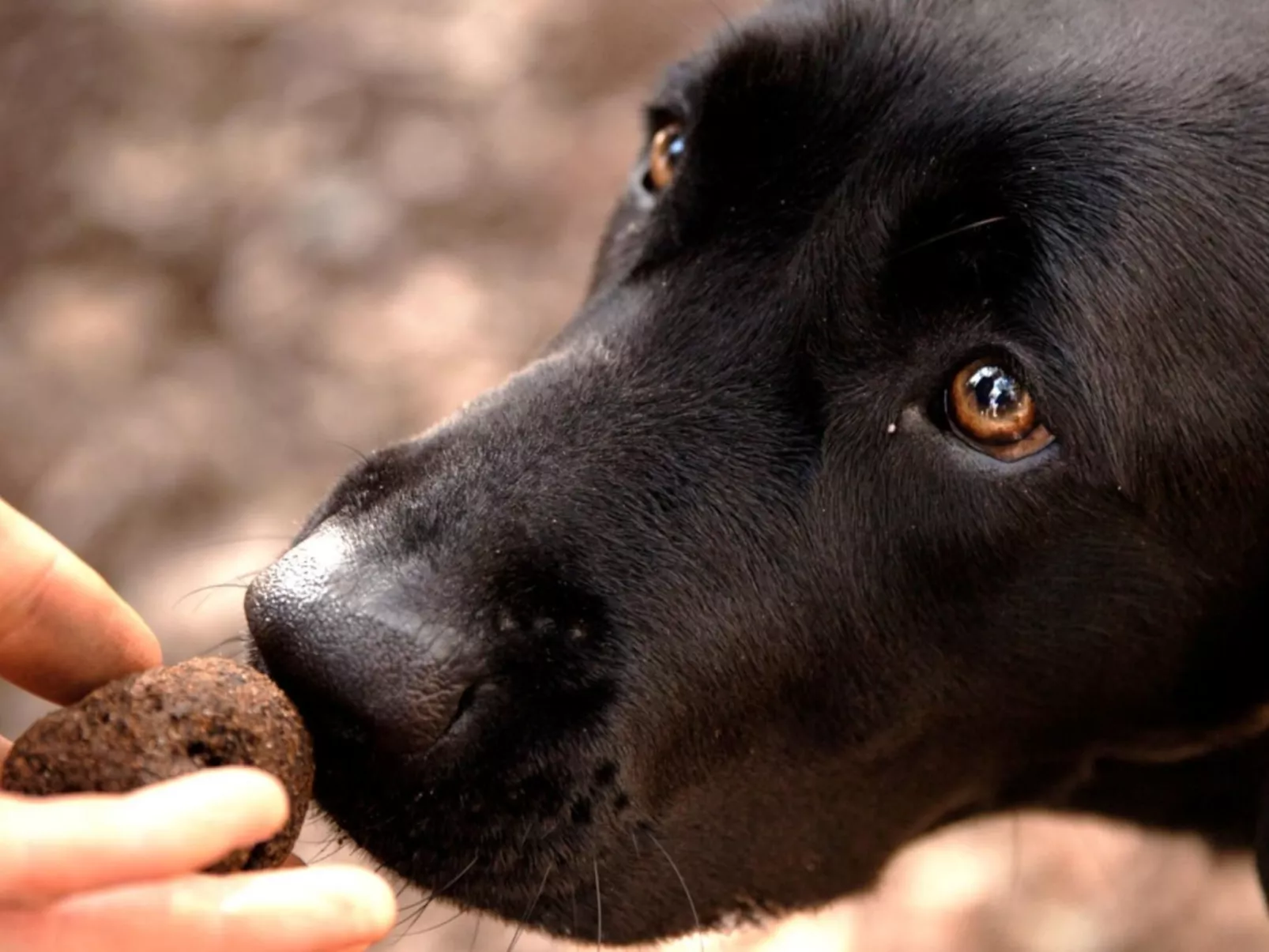 Toskana Poggio Cantarello-Image-tags.info