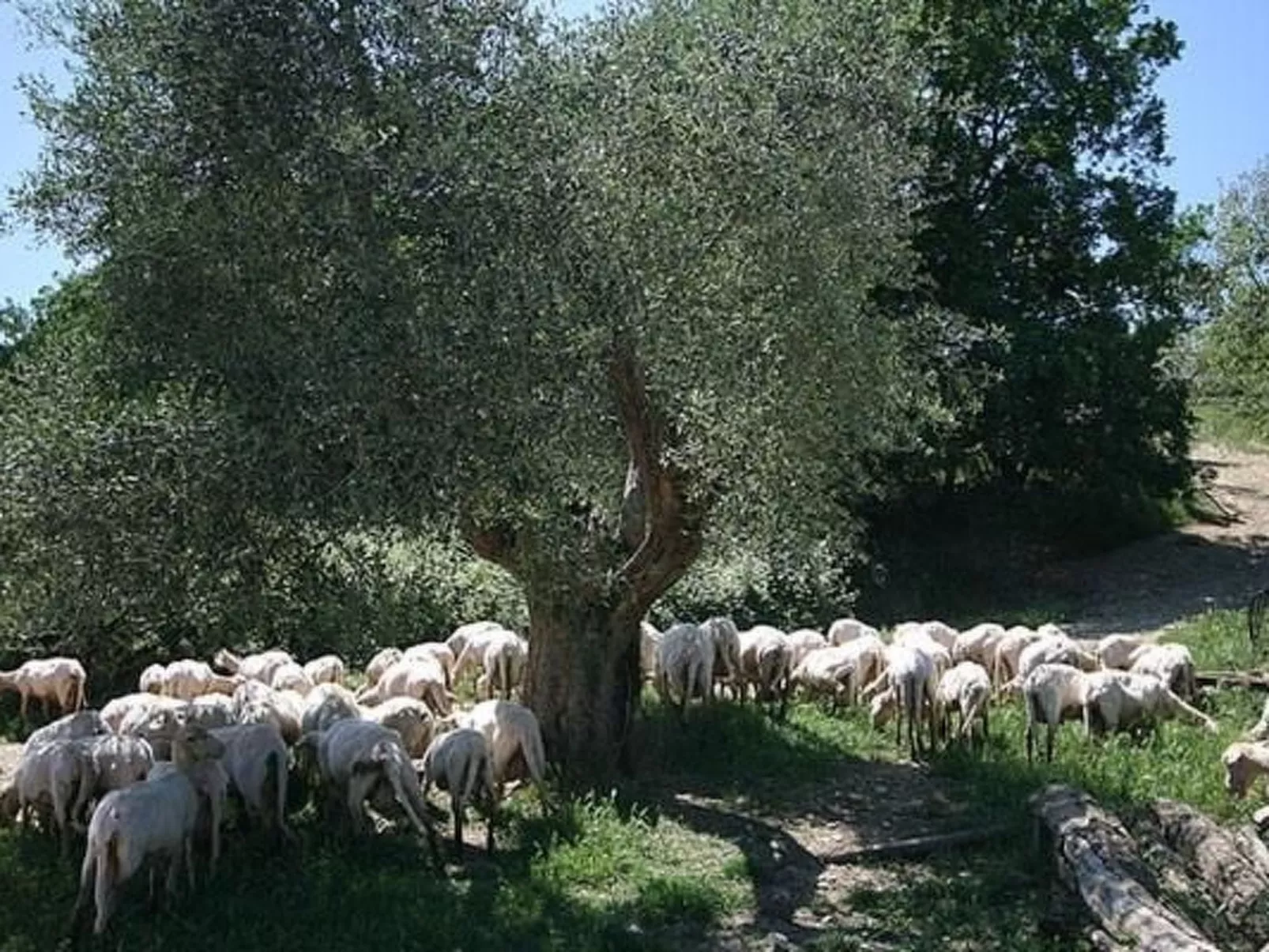 Erta Toskanisches Bauernhaus mit Pool-Buiten