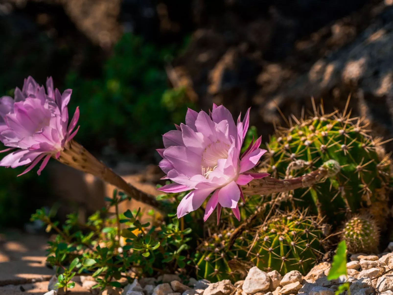 Villa delle Pomelie-Image-tags.info