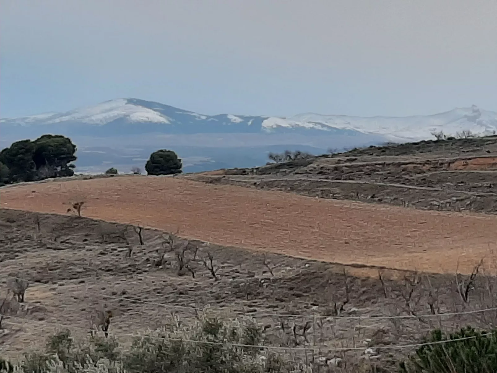 Weingut "Garnacha de Borja".-Image-tags.info