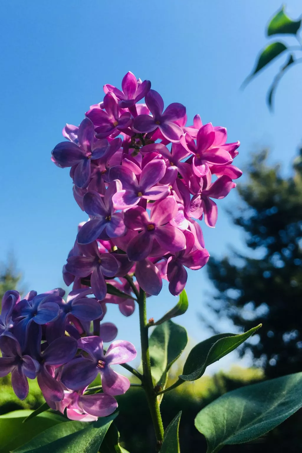 Löwenzahn-Image-tags.info