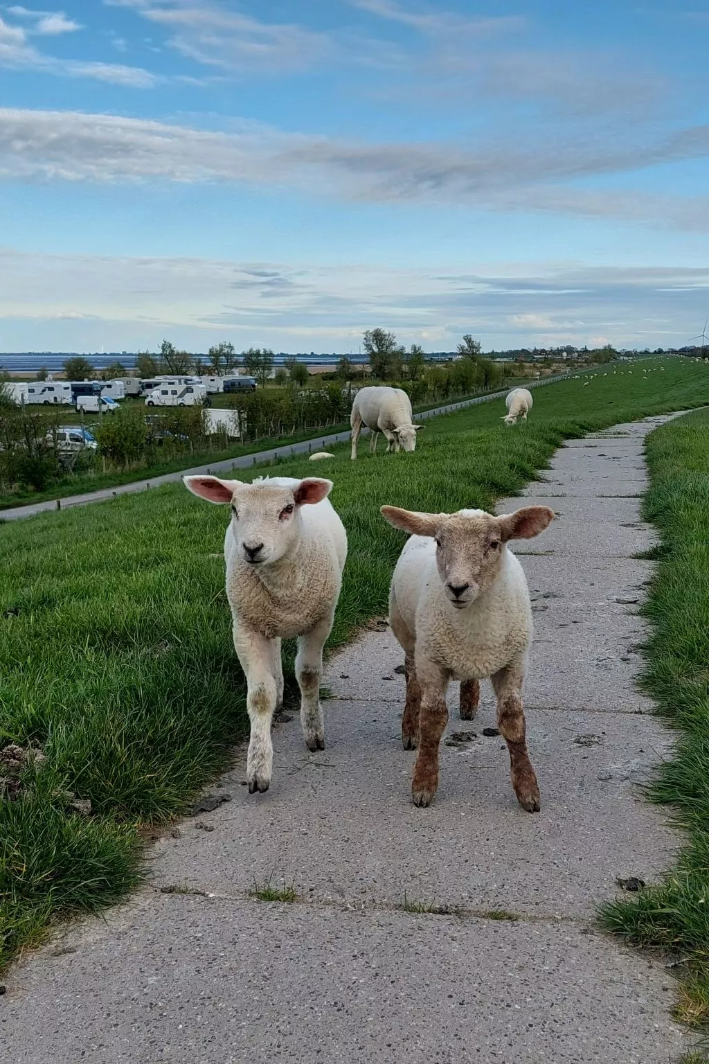 Wattwurm in Fedderwardersiel-Binnen