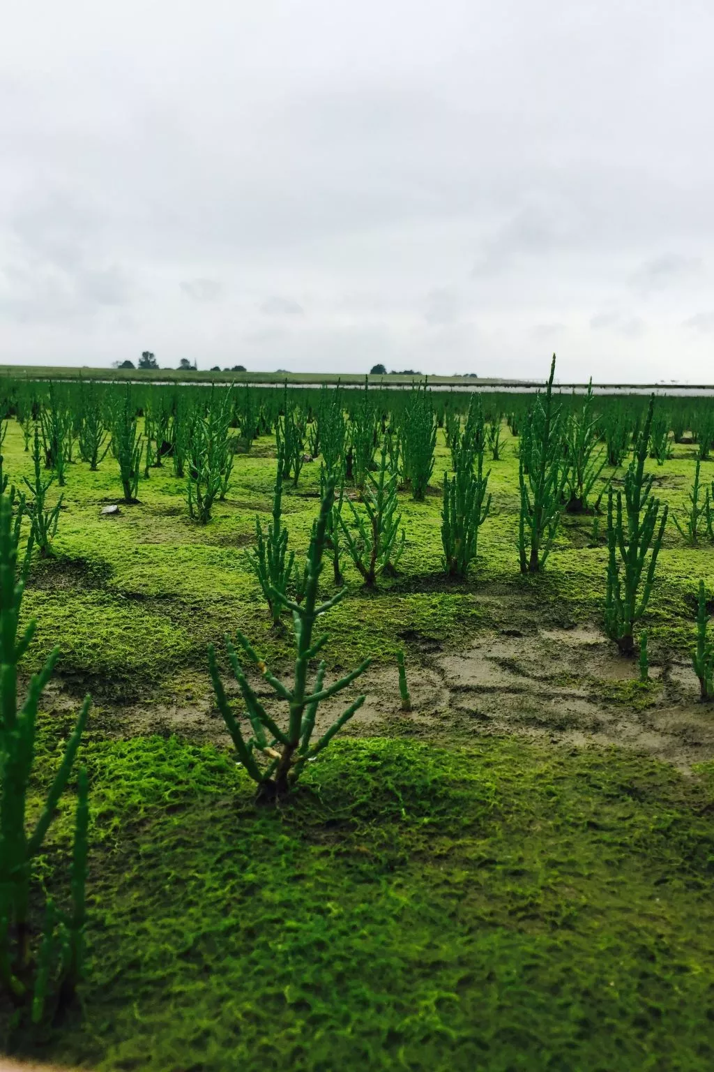 Nurdachhaus in Burhave mit Garten-Image-tags.info