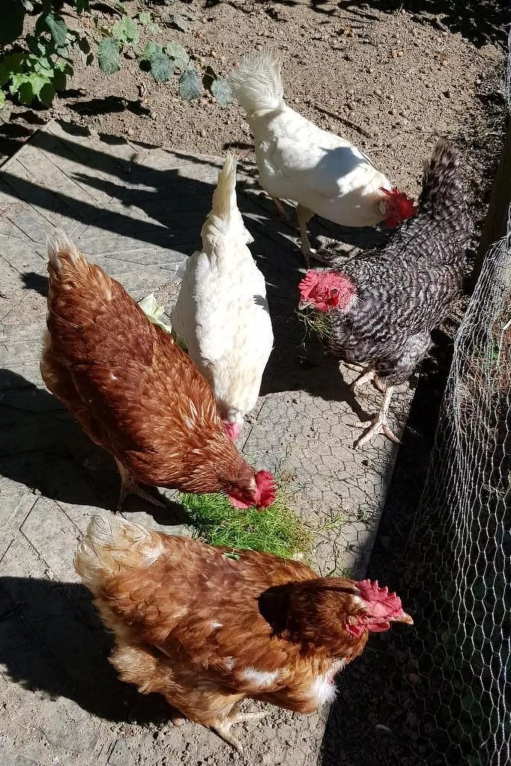 Pünthof-Image-tags.info