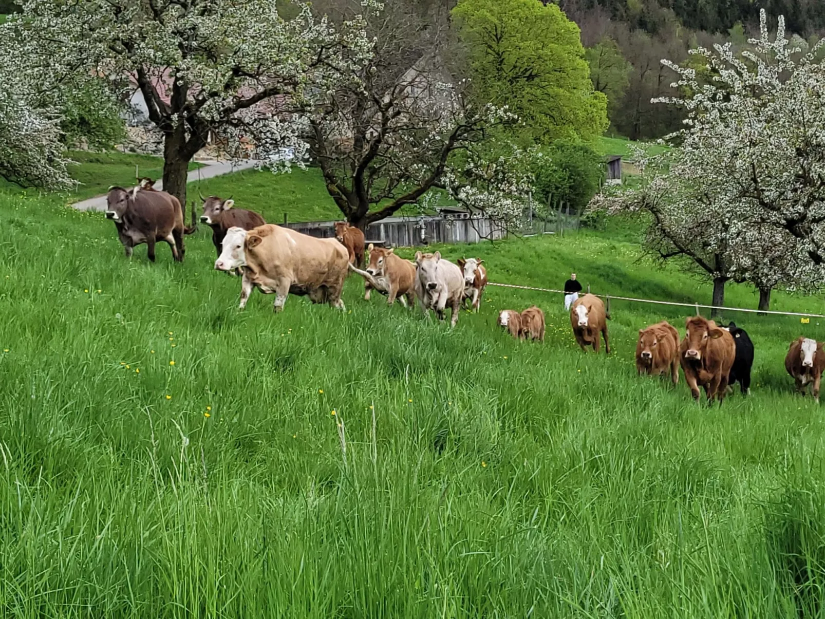 Chalet Staufenhof-Binnen
