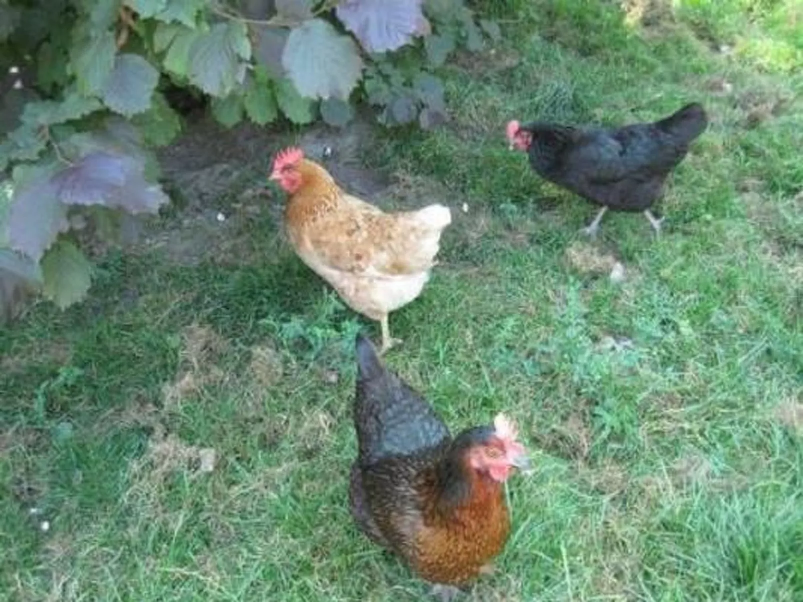 Farbhaus Bleiche-Image-tags.info