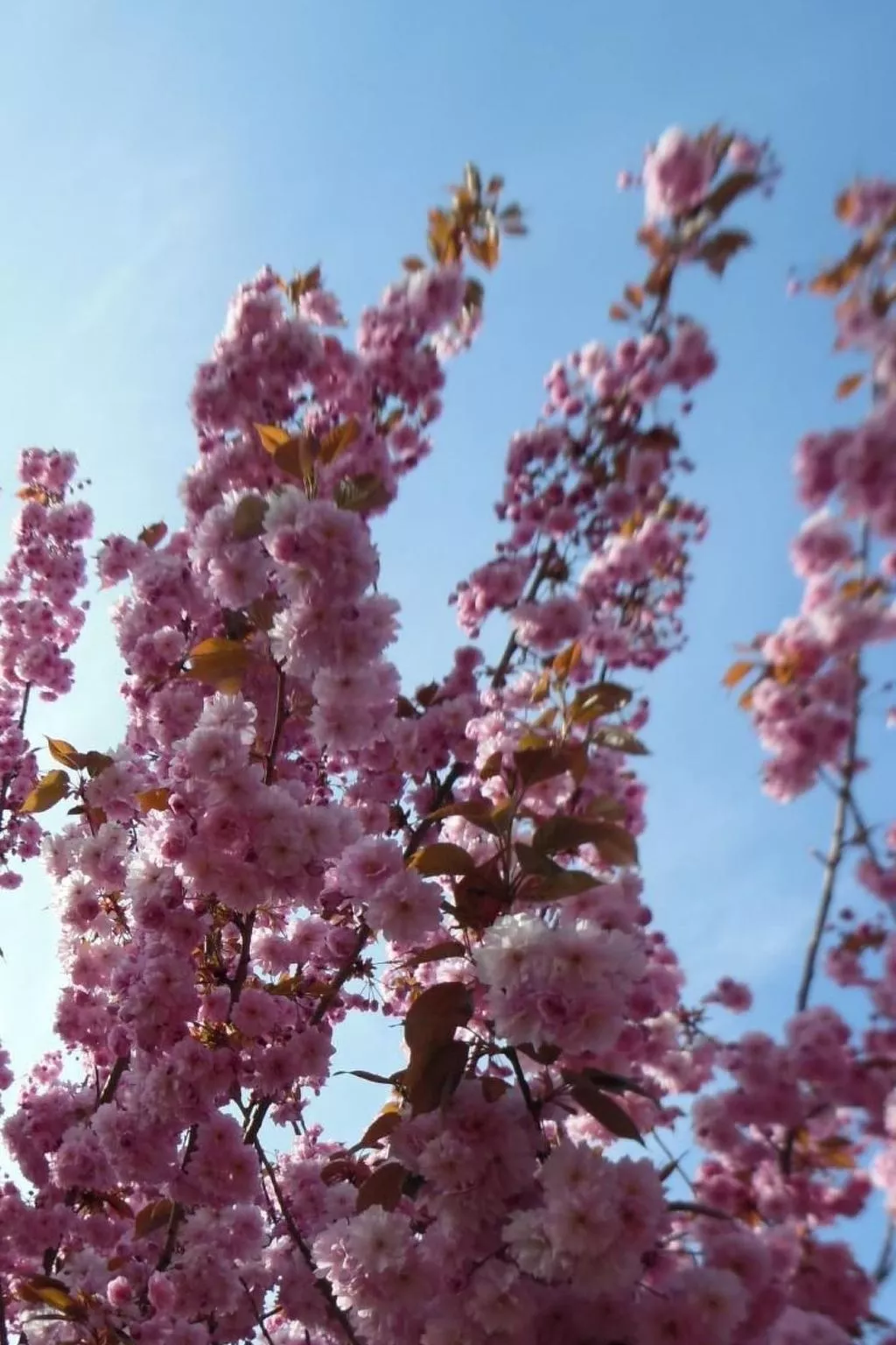Mit Garten und Stellplatz-Buiten