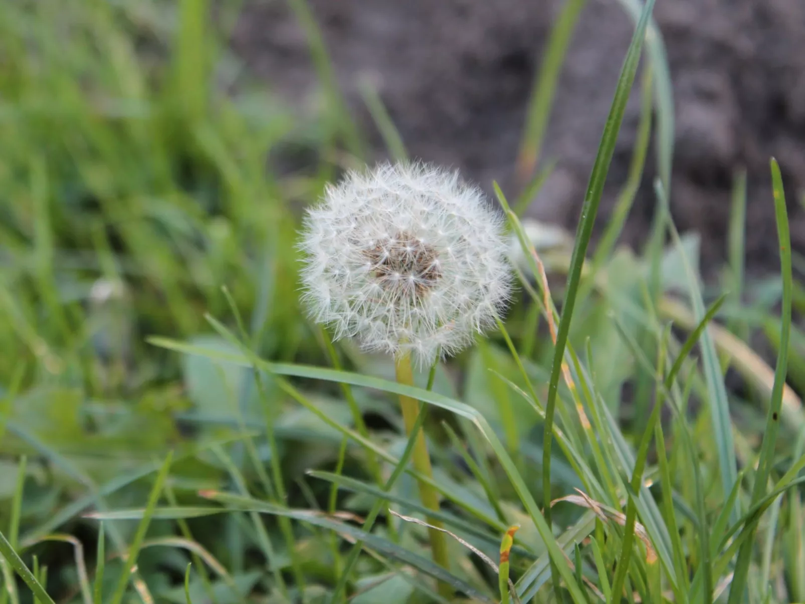 Bungalow Waldidyll-Binnen