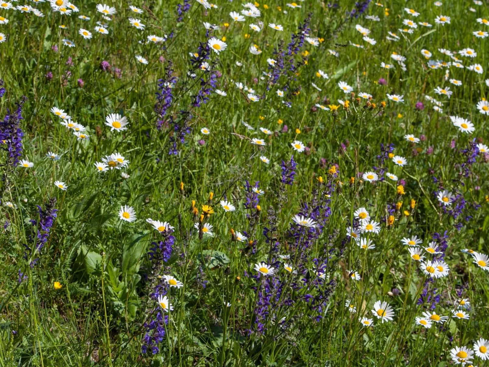 Moderne Wohnung in Pöls mit großer Terrasse-Binnen