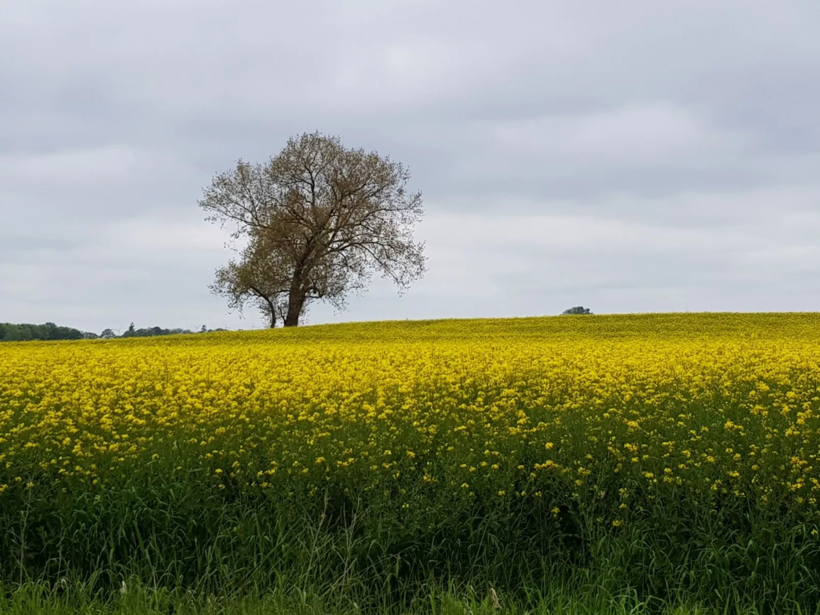 Beim Bracksee-Buiten