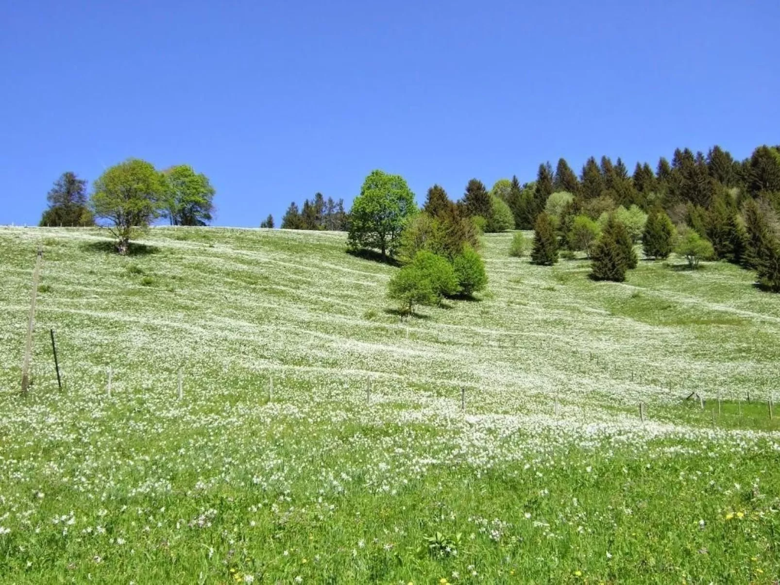 Les Narcisses,Blonay-Buiten