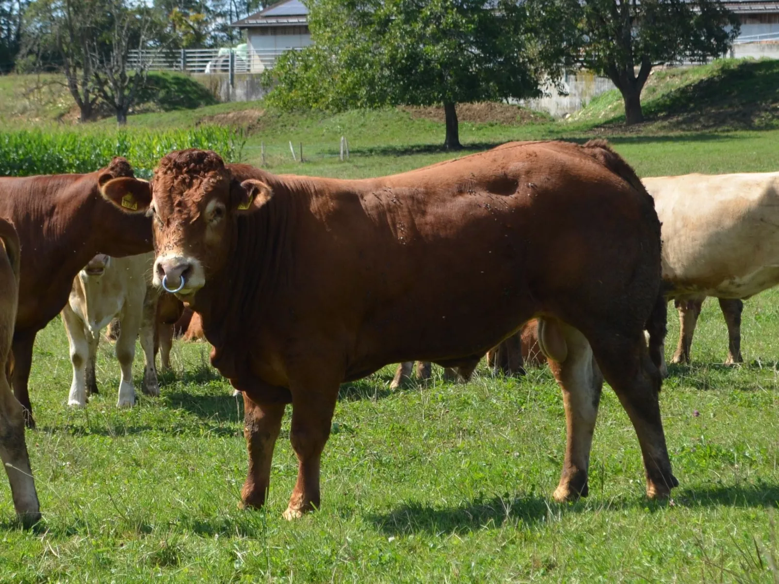 Wohnung "Rustique"-Buiten