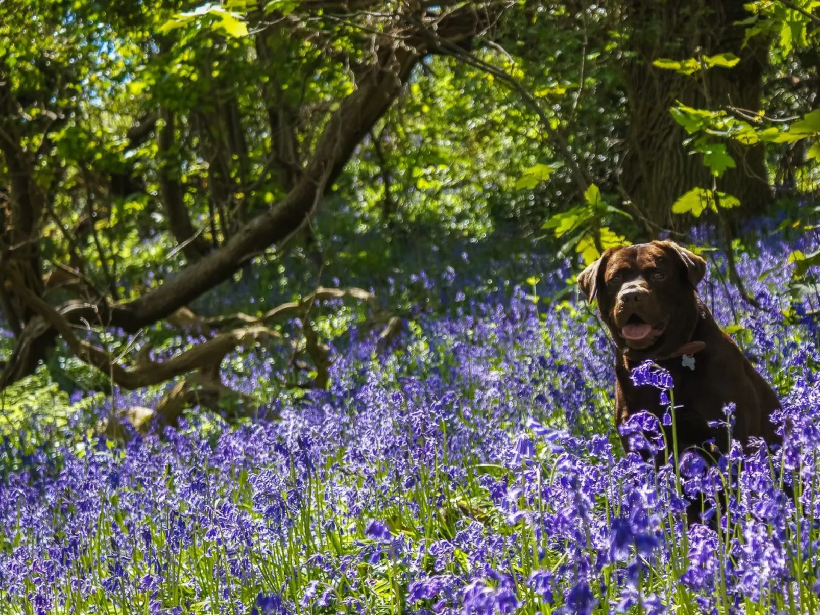 Anwesen mit Pool-Buiten