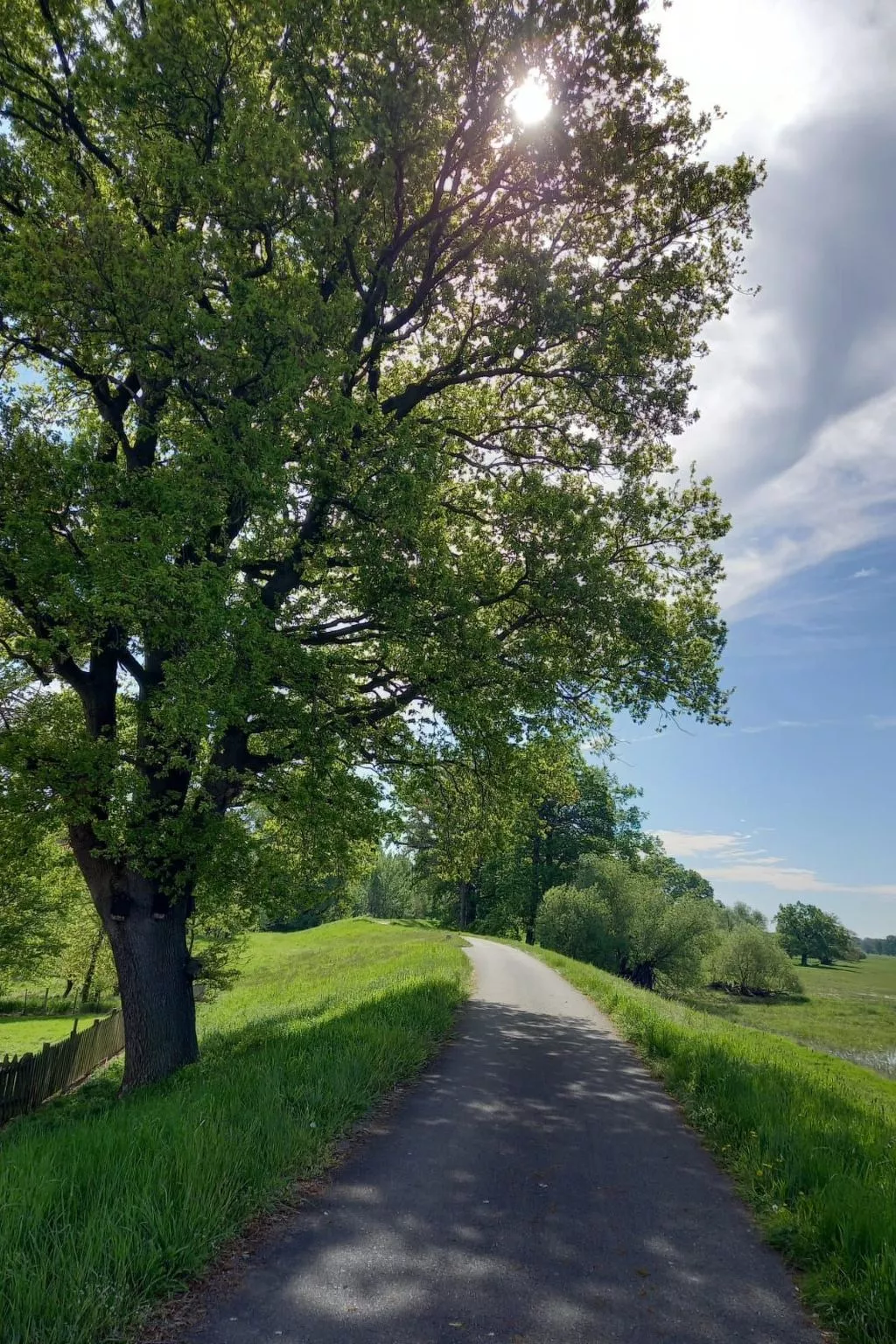 Haus Elbrose inmitten von Rosen mit Elbdeichzugang-Binnen
