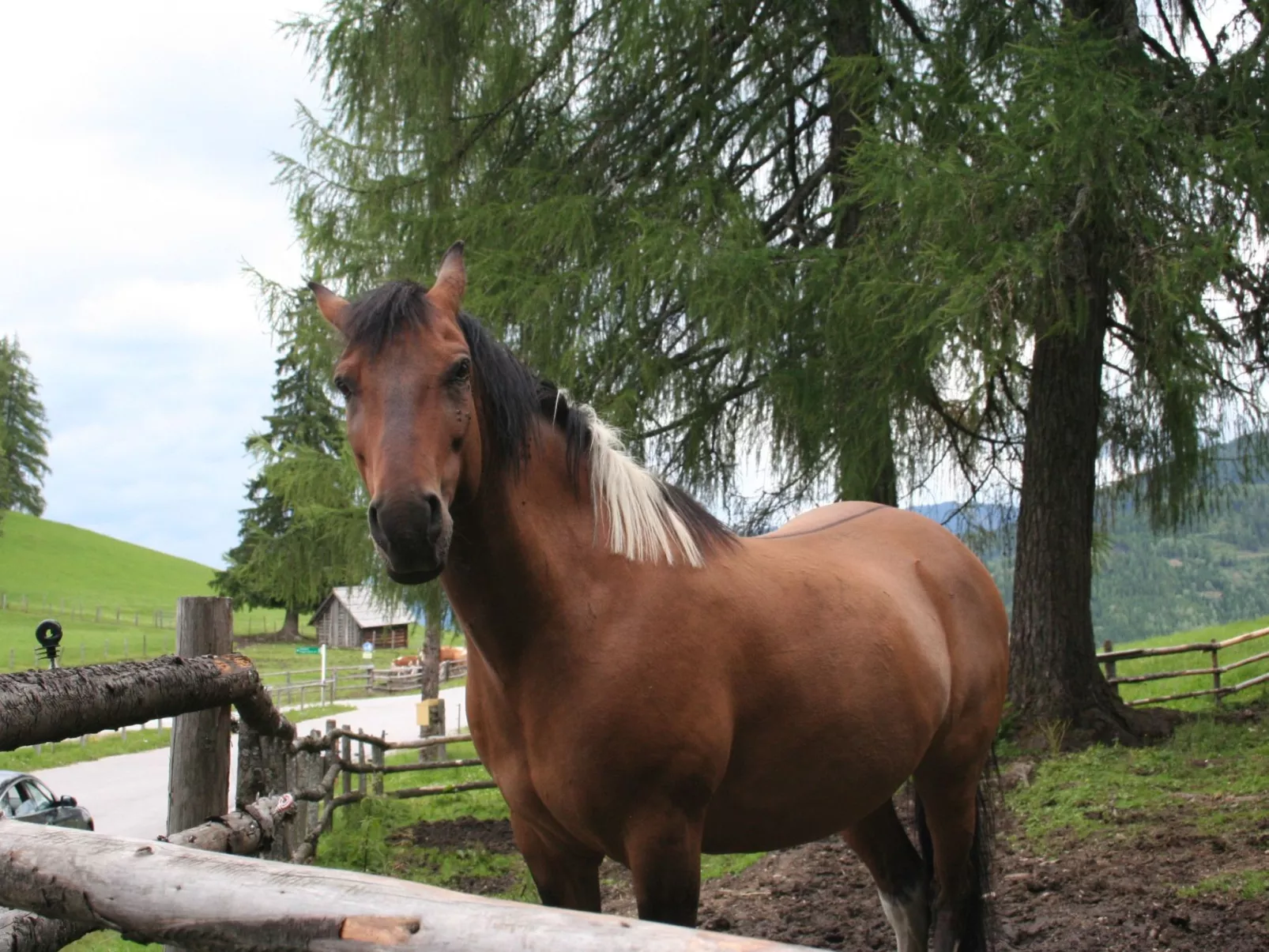 In Pruggern mit Terrasse und Garten-Binnen