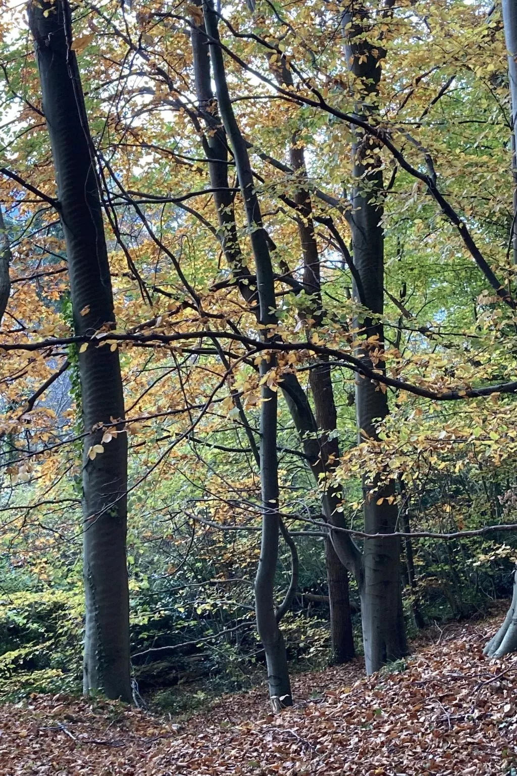 Strandnahe Ferienwohnung in ruhiger Lage-Buiten
