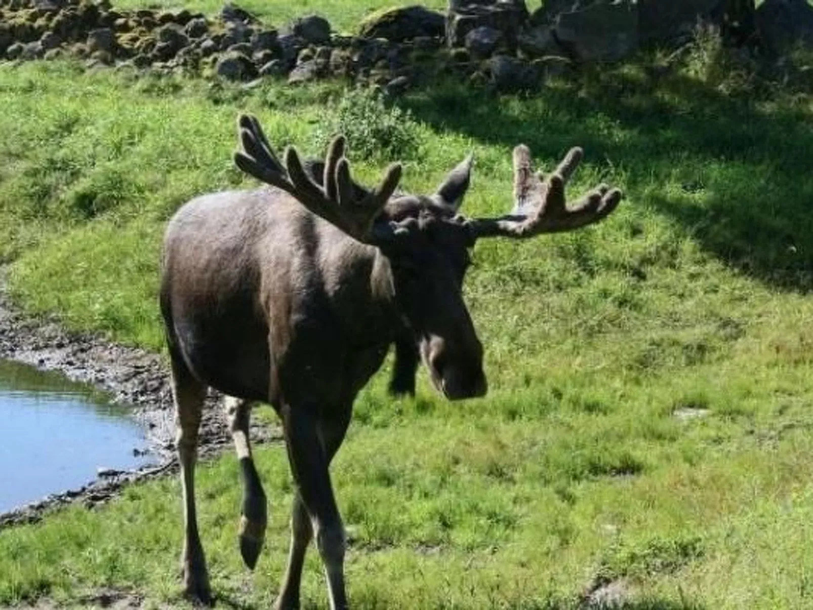 Wohnung Linné außerhalb von Älmhult-Binnen