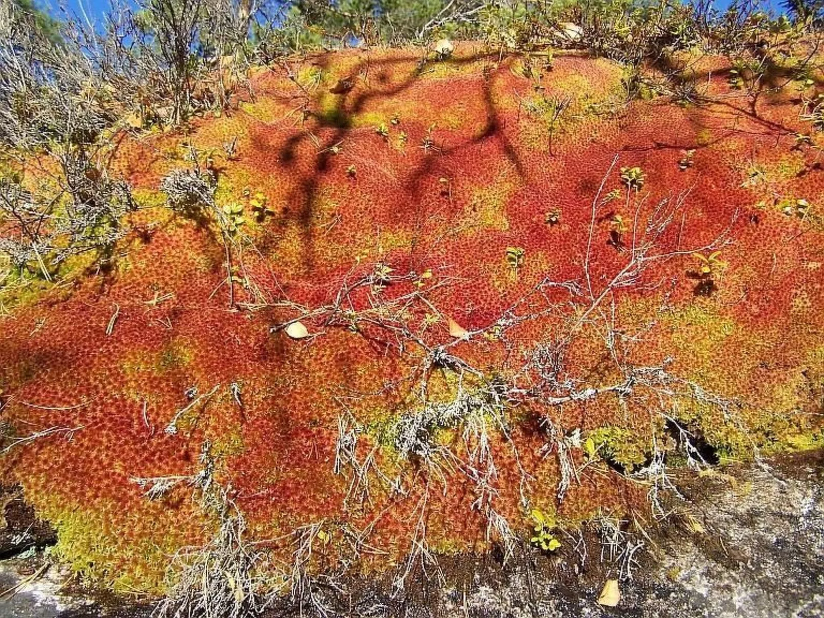 SLAPPE-AV-Image-tags.info