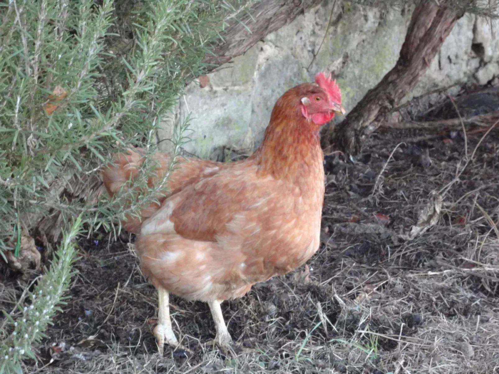 Drei-Zimmer-Wohnung in einem Bauernhaus im Zentrum der Toskana-Binnen