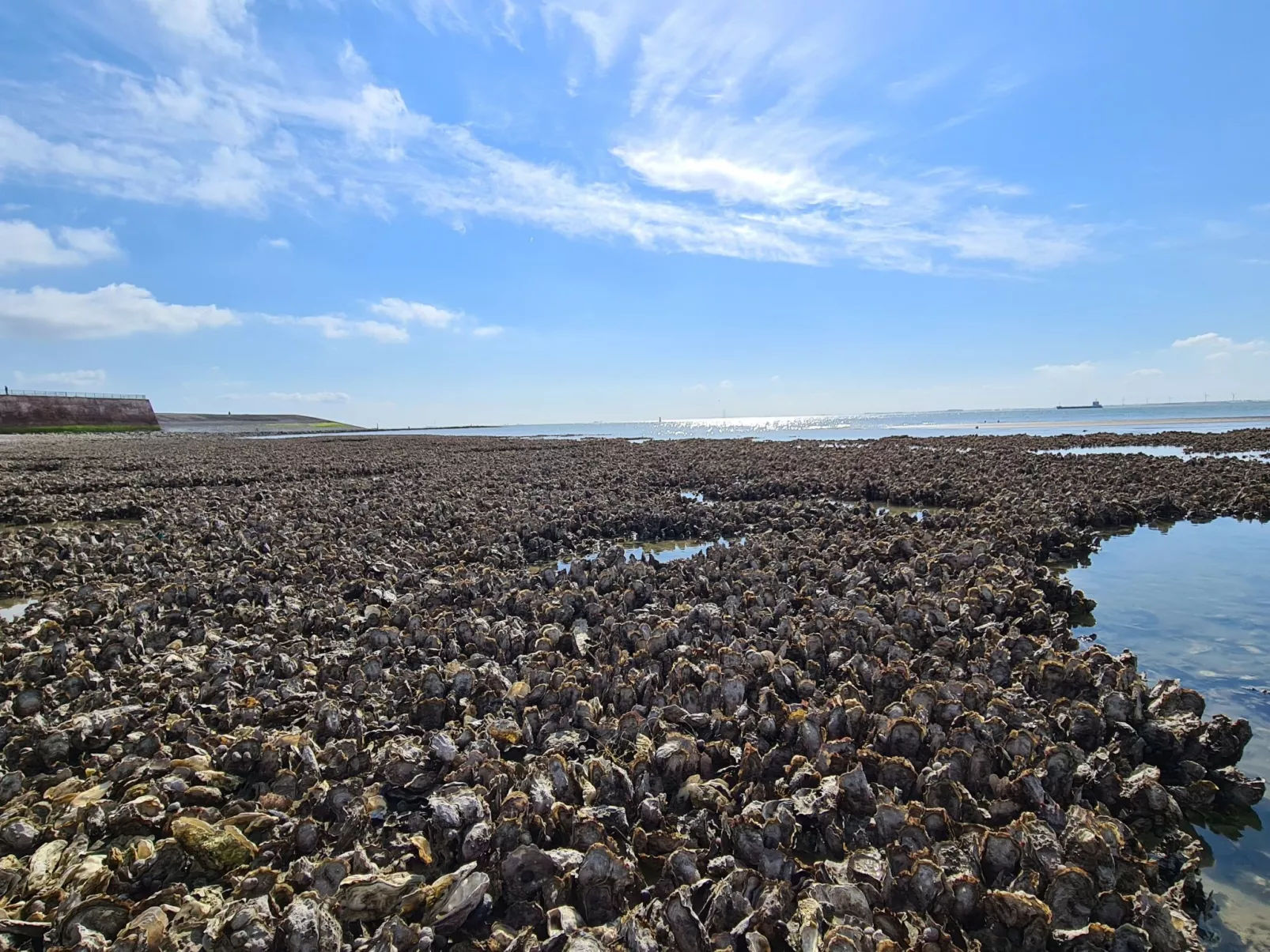 Studio-Wohnung 'Studio Zeezicht'-Image-tags.info