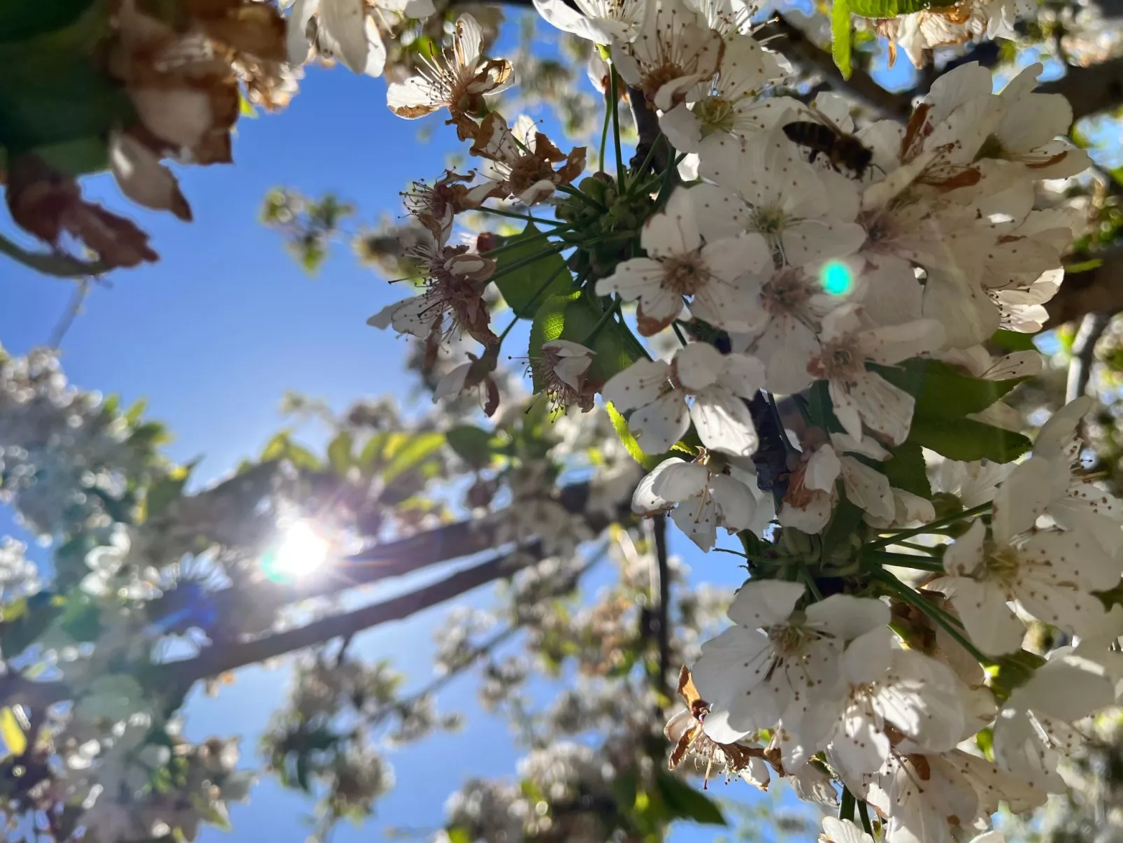 Neugebaute Wohnung im Erdgeschoss-Buiten