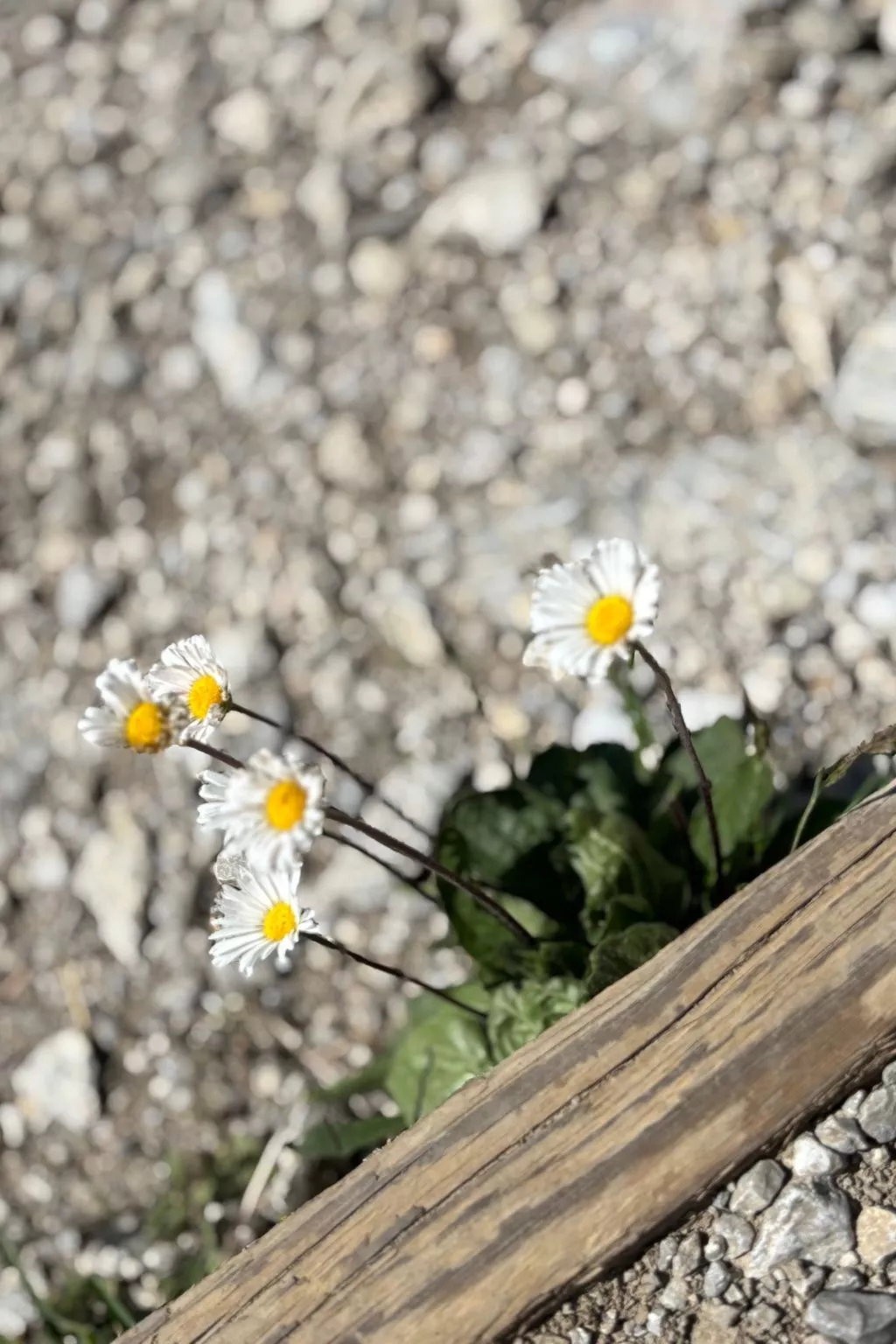 Haus Rosenwirth-Image-tags.info