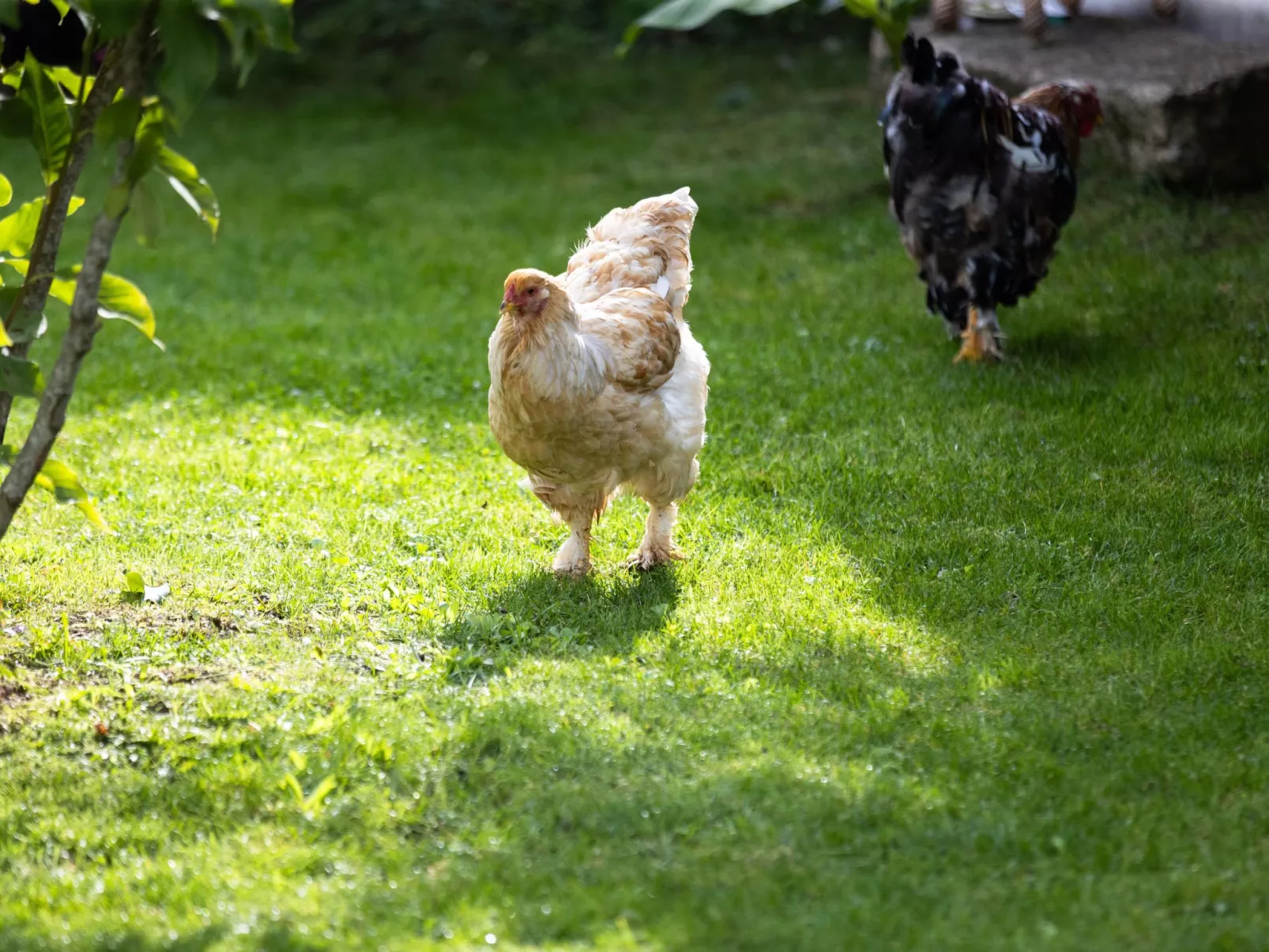 Studio Montgolfières-Buiten
