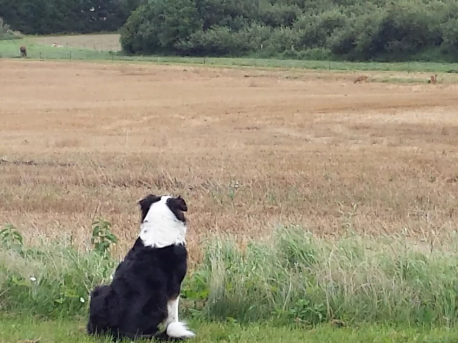 Schmetterling-Buiten