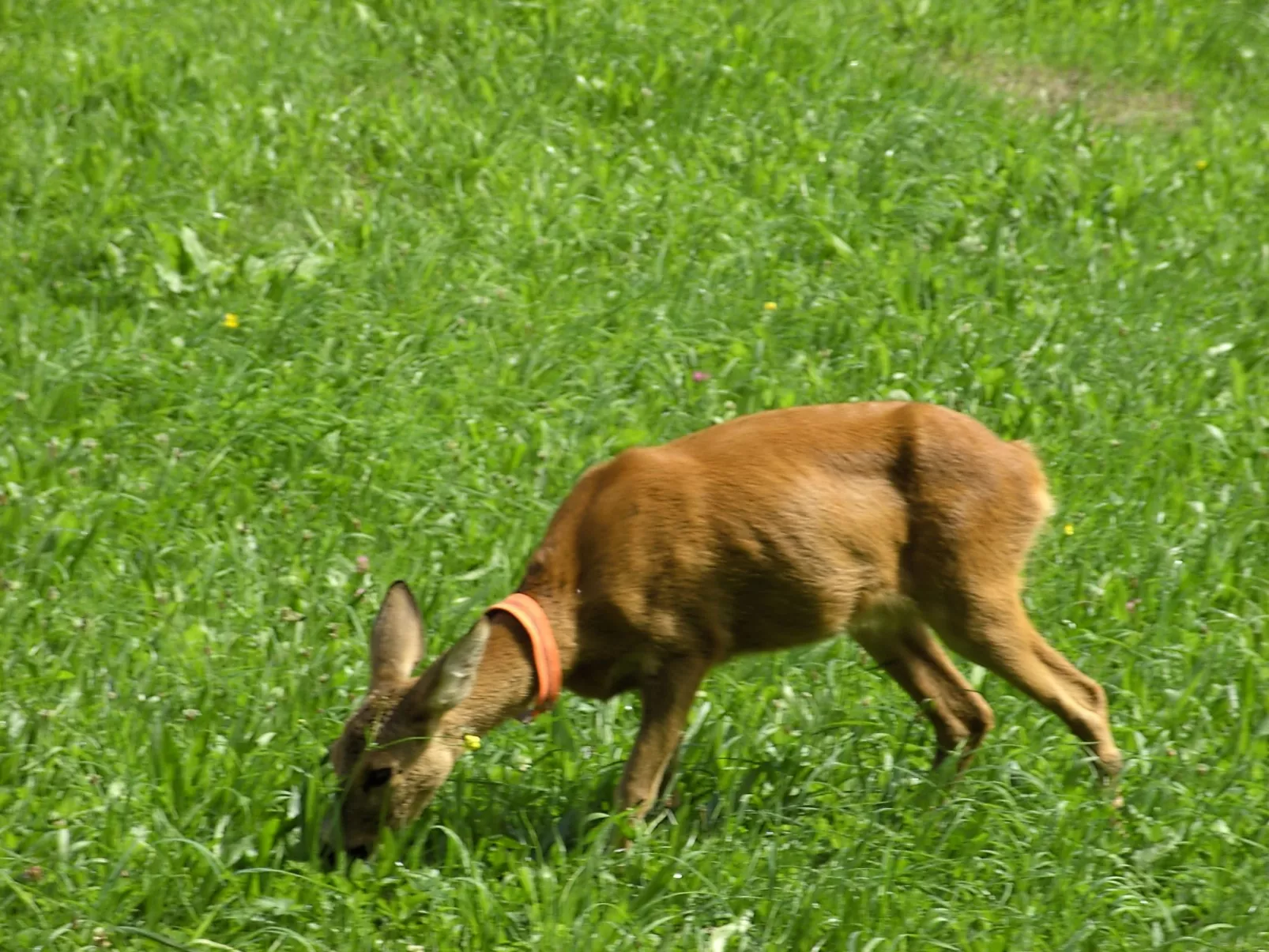 Gsenger Natur in Abtenau-Image-tags.info