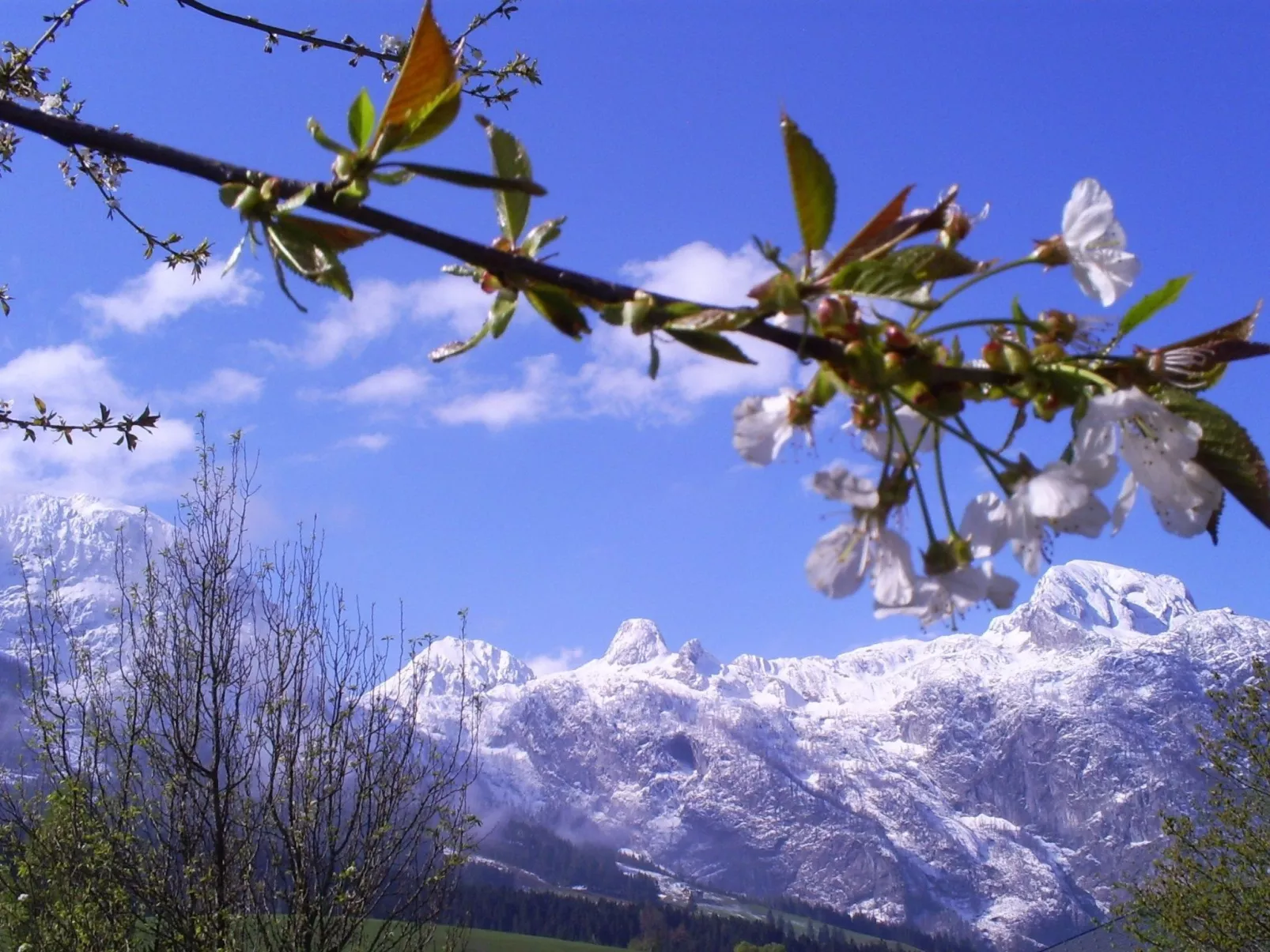Gsenger in Abtenau-Buiten