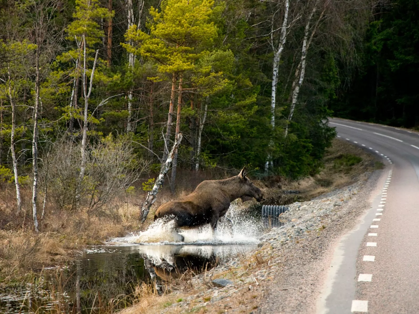 Schwedisches Glück, zwischen Wäldern und einem See-Buiten
