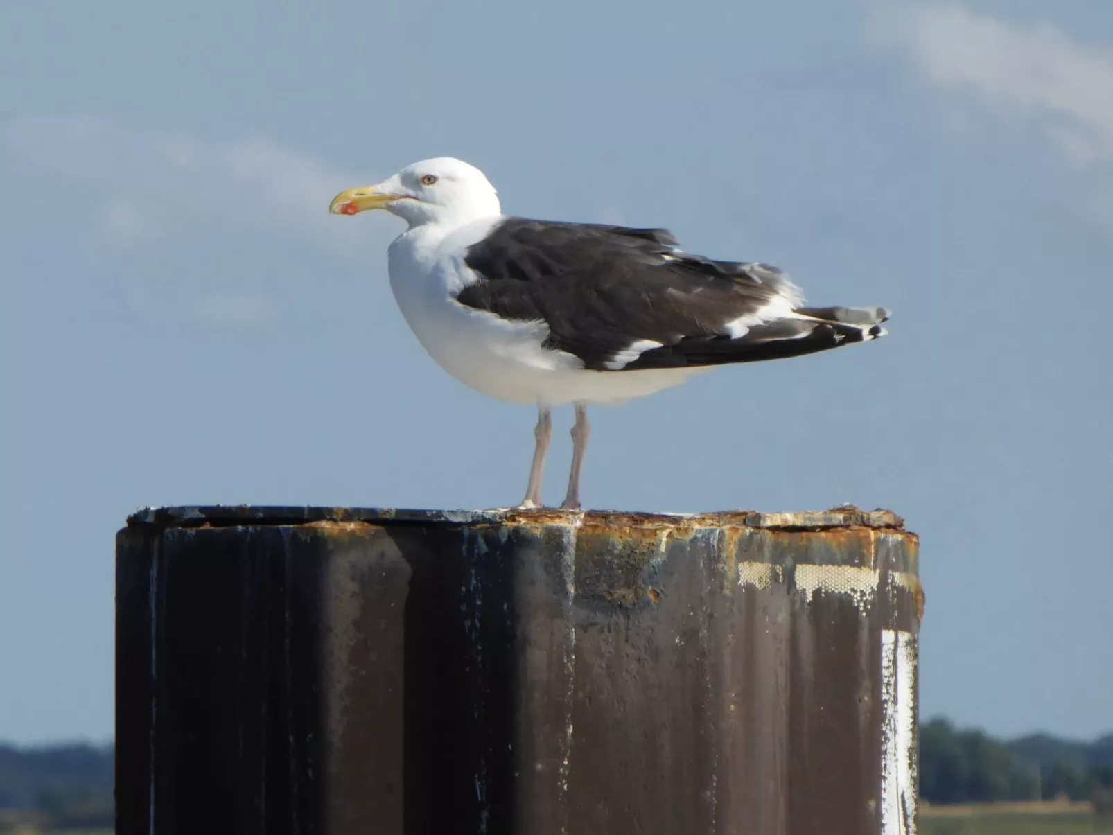 Hochwertige Ferienwohnung in Gingst-Buiten