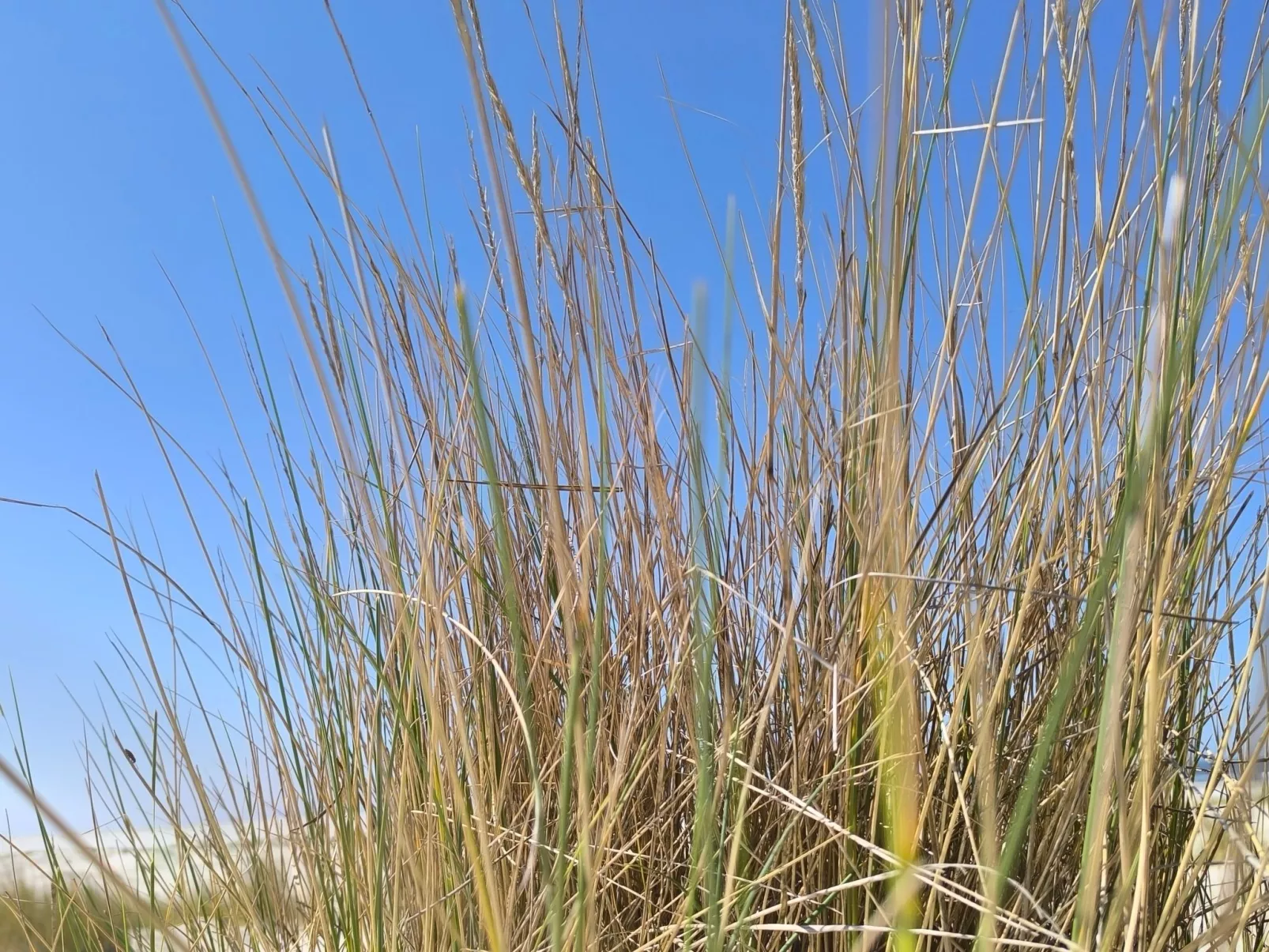  in Marienhafe-Buiten