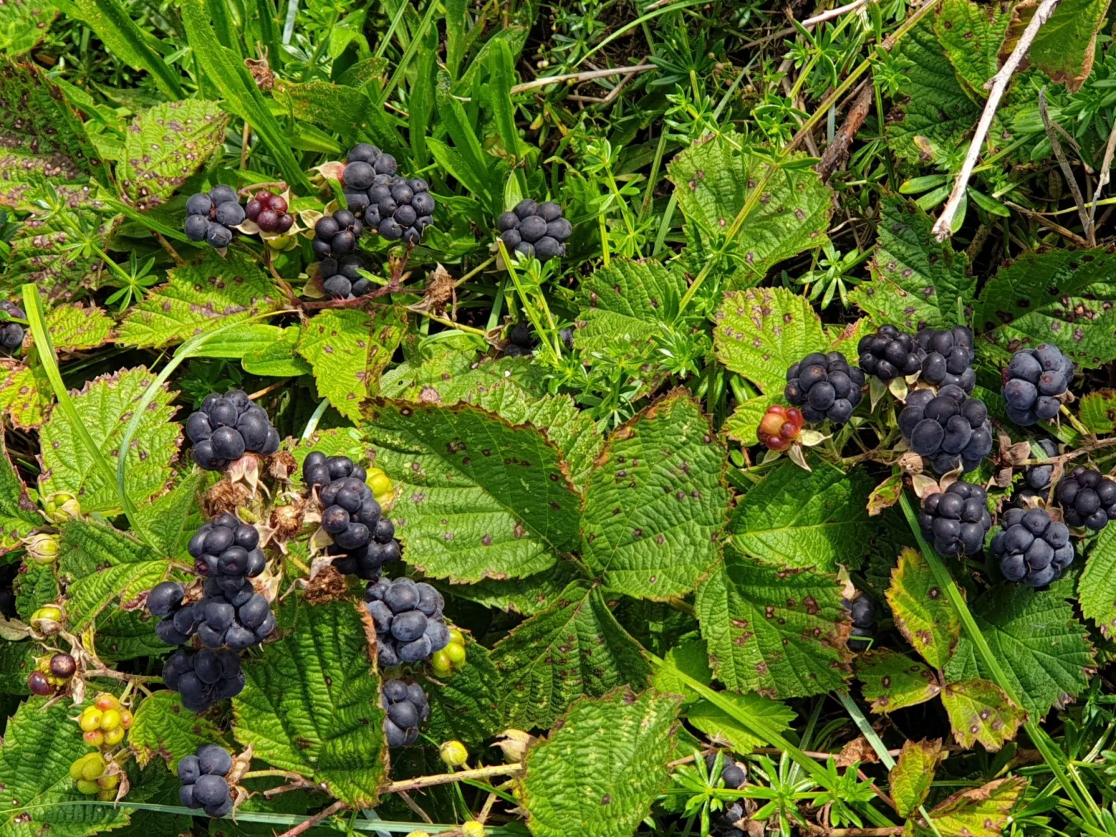Sommerhaus Klein Wimmenum, Nähe Strand und Dünen-Image-tags.info