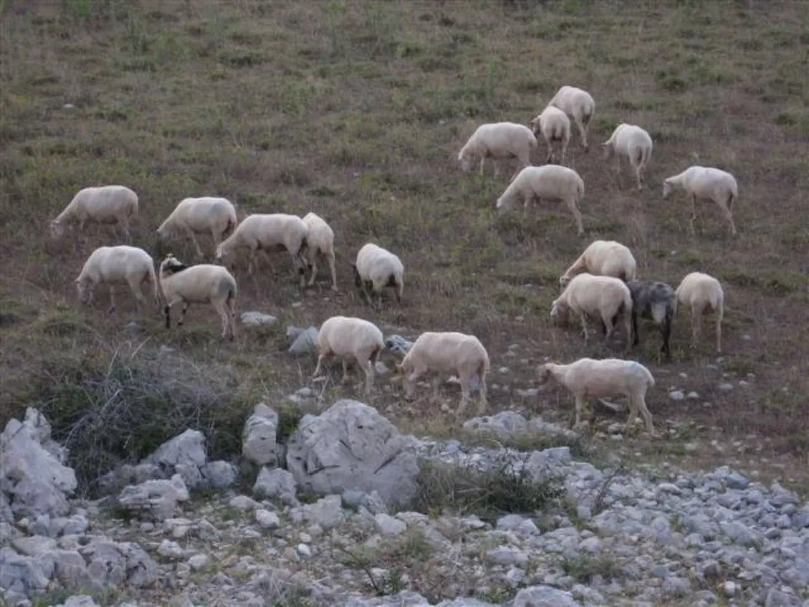 In Novalja mit Privatem Pool-Binnen