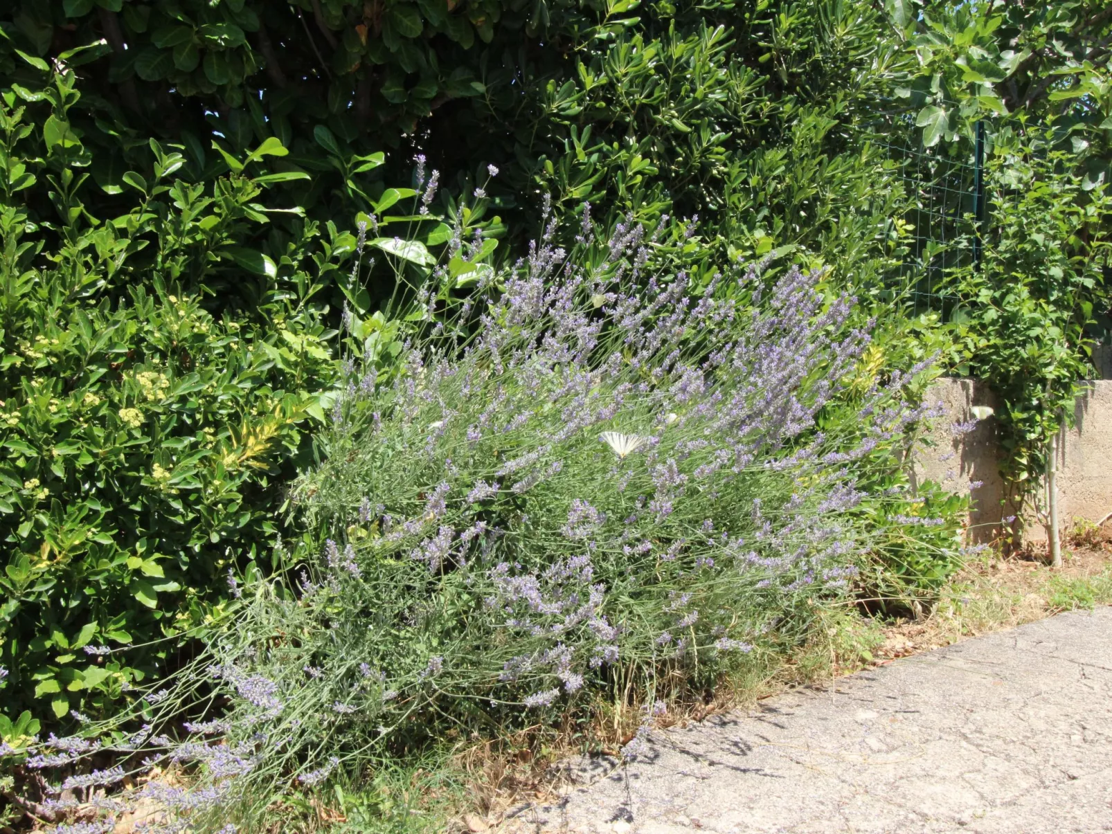 Apartment Andjela-Binnen