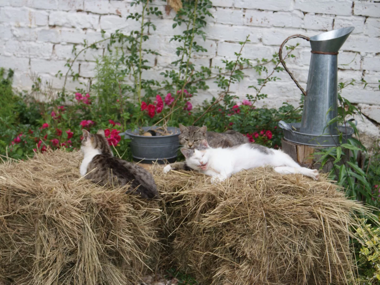 Meer, Landschaft, Stille - Ferienhäuser in den Gärten von Magra-Buiten