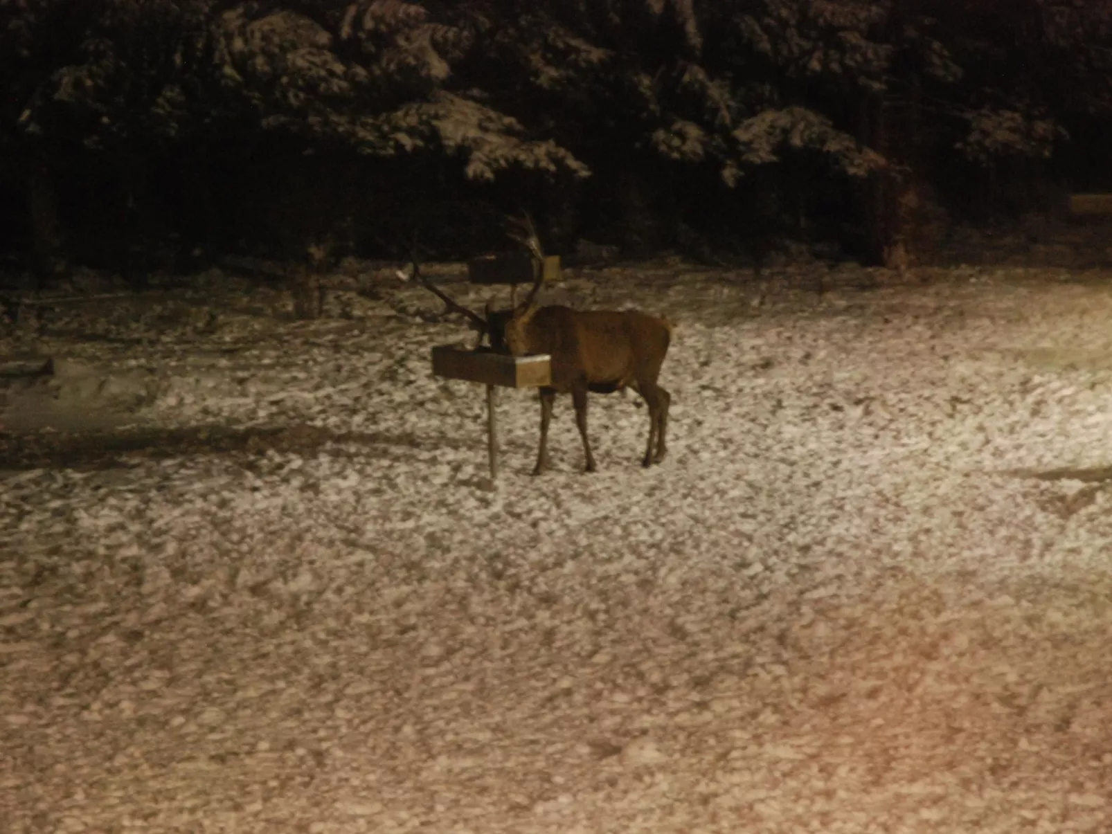 Wohnung in Bad Harzburg mit Garten-Buiten