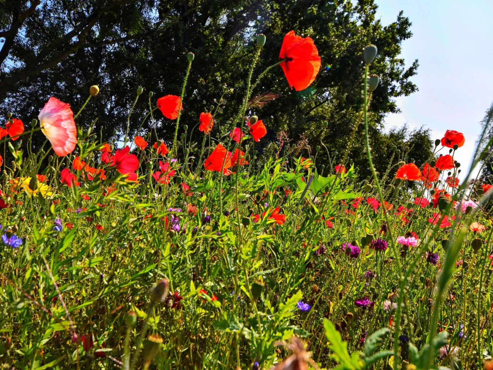 Familiäres, charmantes Appartement in Zingst-Buiten