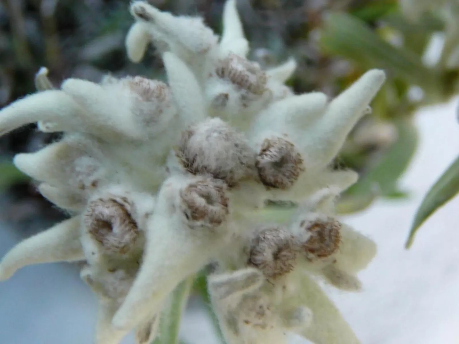 Chalet Acheregg-Image-tags.info