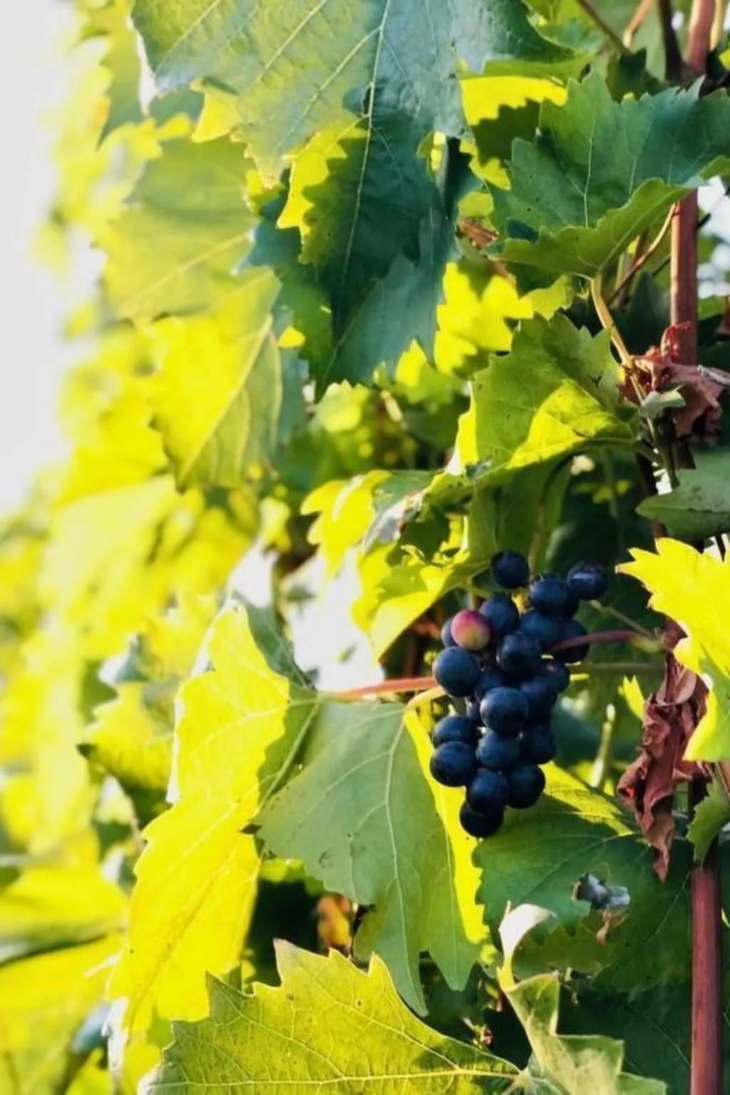 Chalet Mon Refuge St. Barbara, Leuk-Image-tags.info